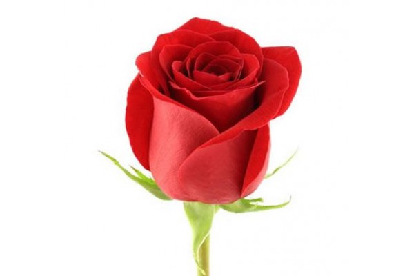 Роза обычная